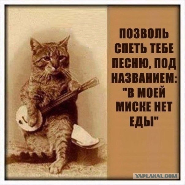 Помните этого кота?