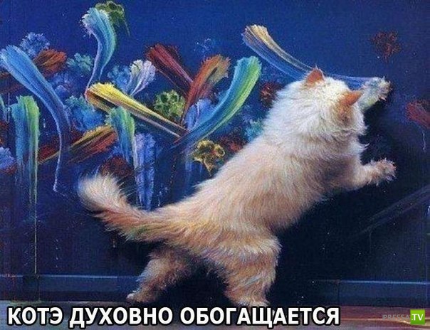 Картинки и мемы для настроения