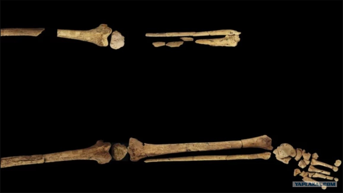 Первые находки скелета кроманьонского человека.