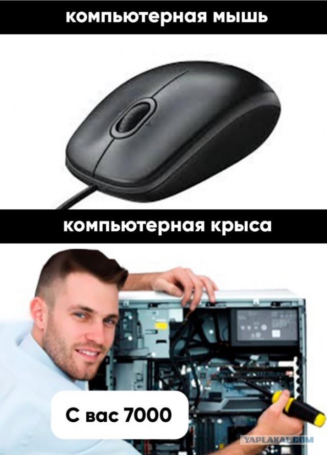 Когда уже запретят "домашних компьютерных мастеров" пидор***в?