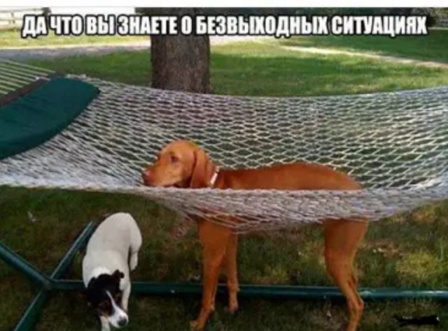 Весёлый полтишок 21.12.2022