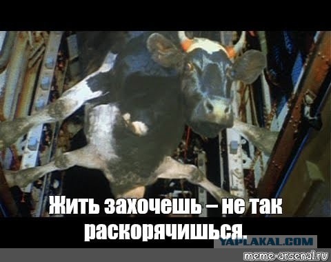 Факты про коров, коллеги