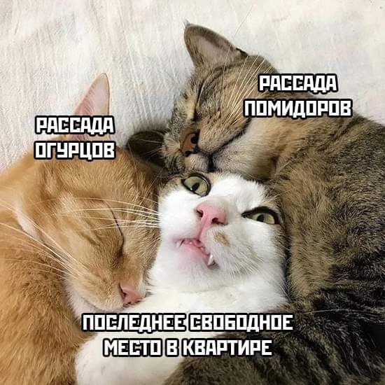 Победная поступь идиотизма по планете – том 16