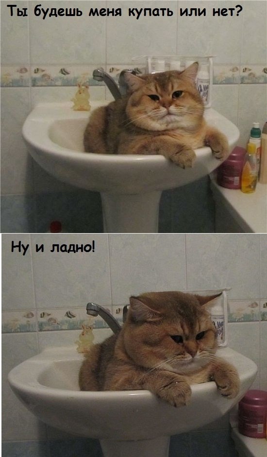 Котовторник 16.04.2013