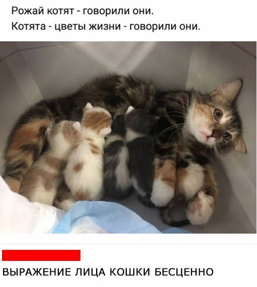 Радость материнства