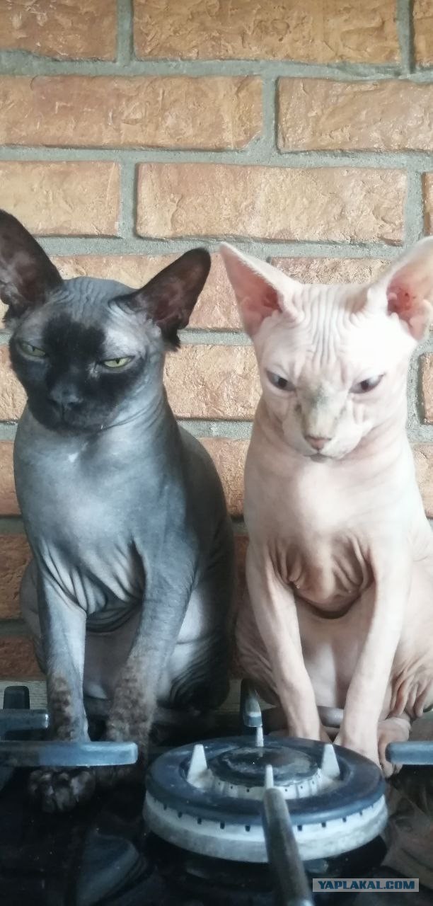 Жизнь с котом в одной картинке