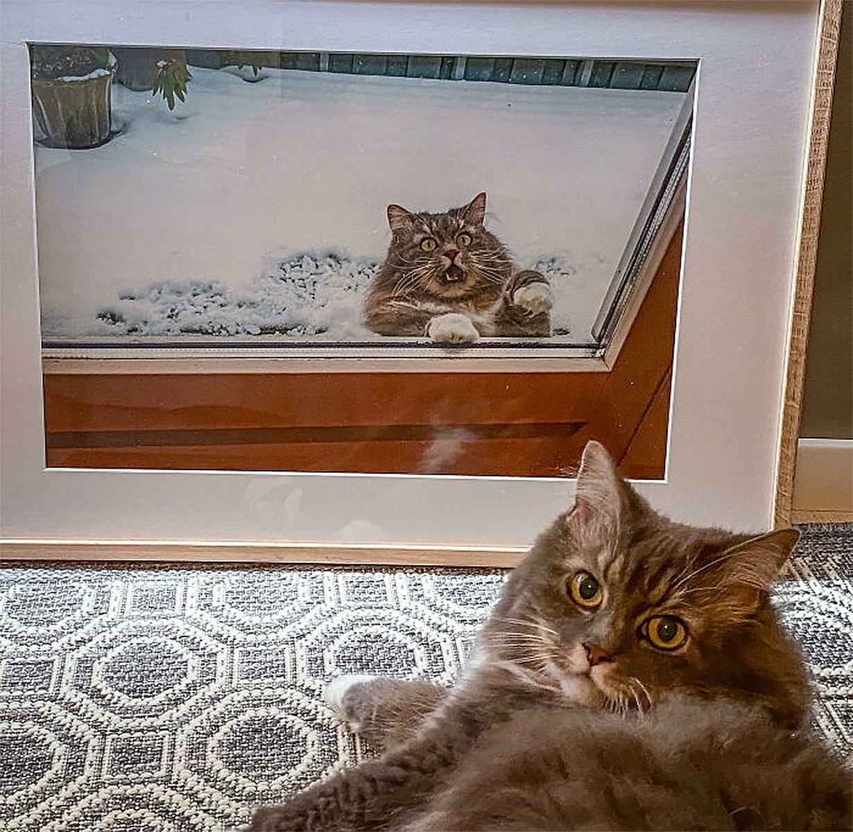 Коты, которые смирились со своей участью