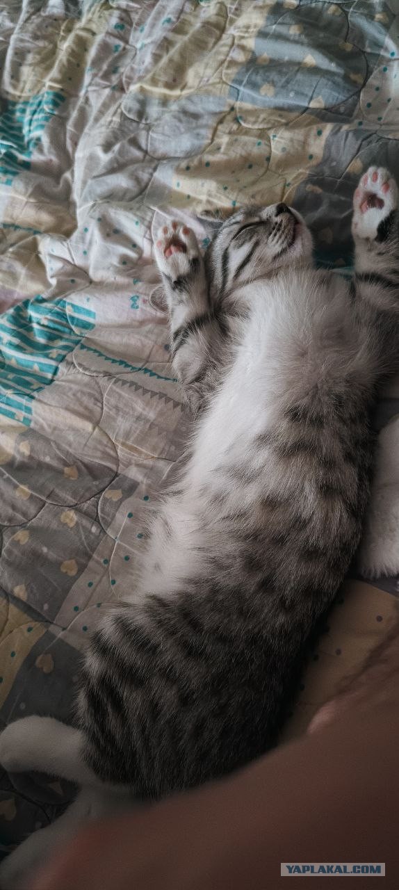 А как спят ваши питомцы?
