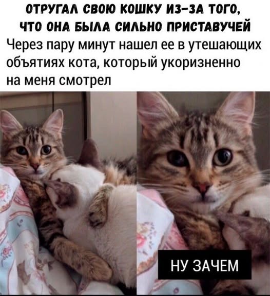 К котовторнику: подборка картинок-баянов с котиками и про котиков. Выпуск 9