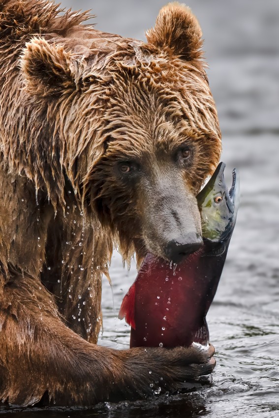 Фото ассортинки