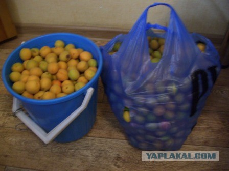 Как я абрикосы собирал