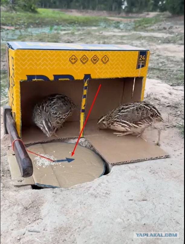 Ловушка для птиц