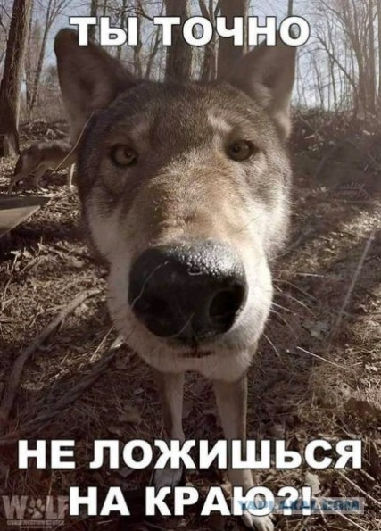 «Короля тараканов» поймали