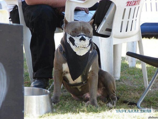 Весёлые картинки. Разбавим будни