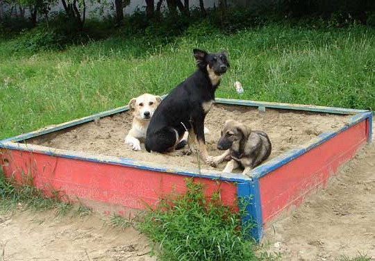 Новые правила содержания собак в Татарстане