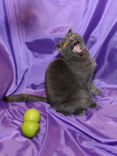 С Котовторником!