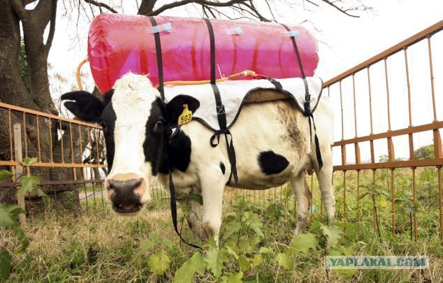 Украина. Время заготовки кизяков заканчивается