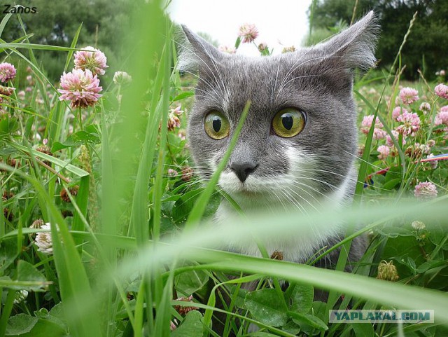 Реакция домашних котов, впервые вышедших на улицу