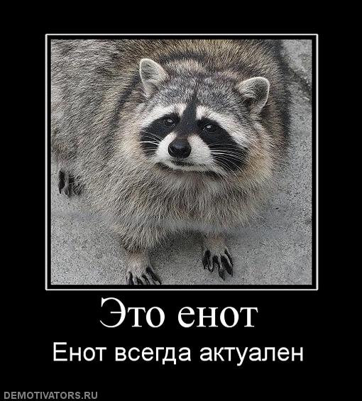 Енот, которого нашли на дороге