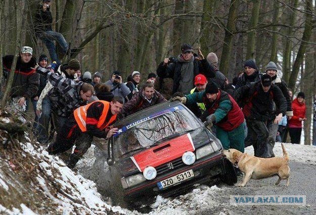 Собаки, которых можно считать лучшими друзьями