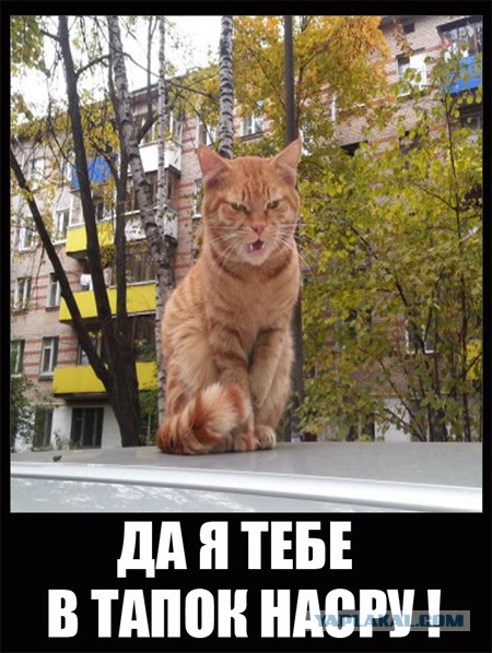 Просто злой кот