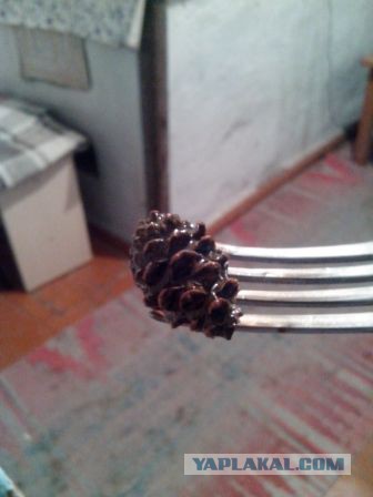 Все нормально, это варенье из шишек!