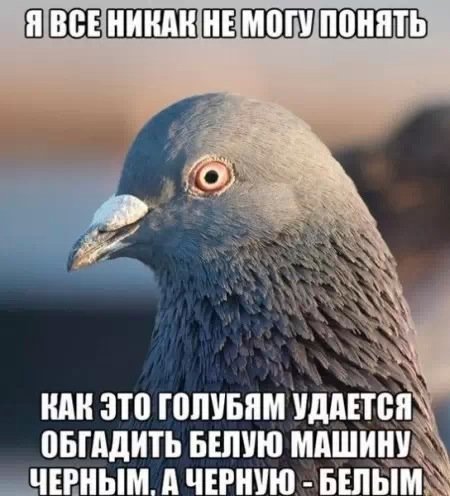 Картинки из сети на среду