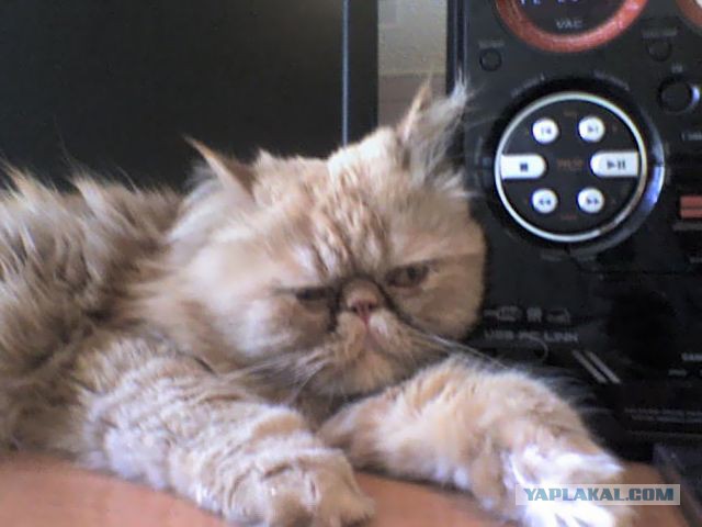 Котэ-факты, что Вы не знали об усатых любимцах!