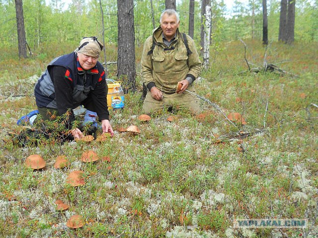 Костромские грибные места.