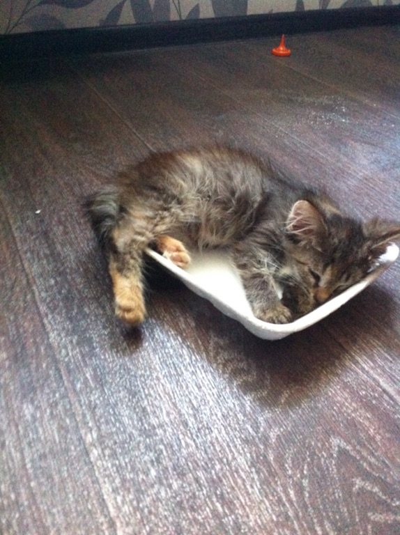 Я не могу помочь всем бездомным животным