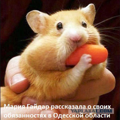 Мария Гайдар зам Саакашвили