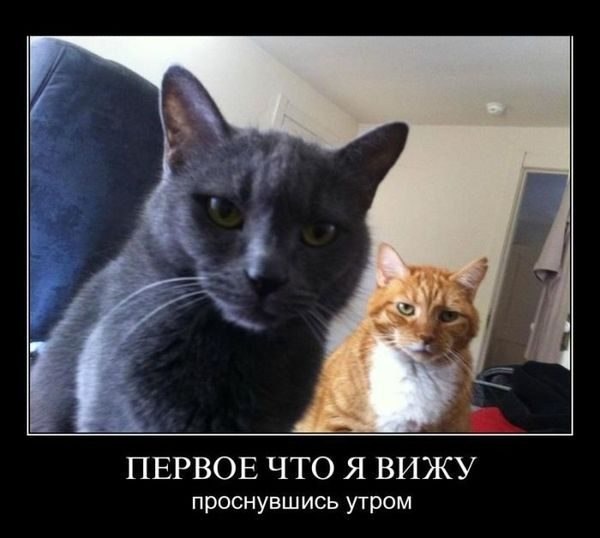 Подборка картинок