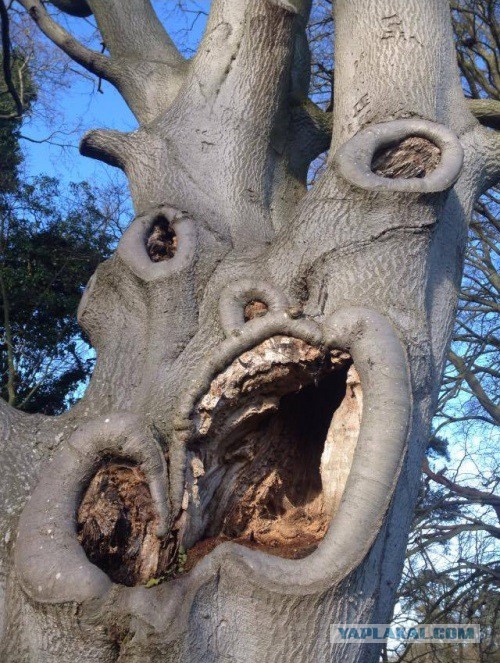 Они живые. Они смотрят на нас!