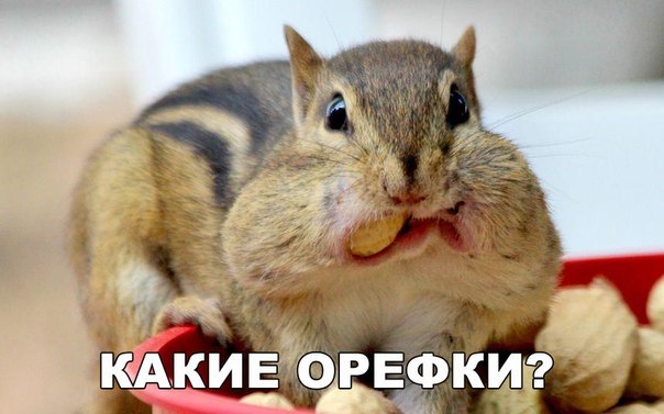Мохнатые беспредельщики