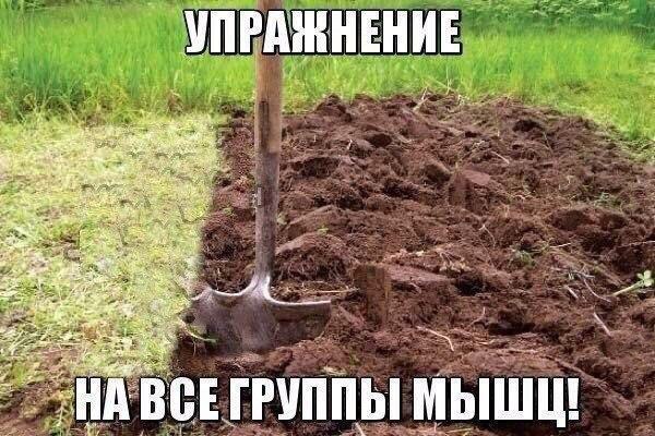 Порция картинок из сети