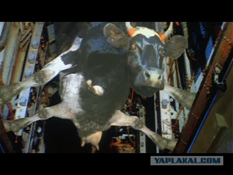 Свадьба с трагическим финалом: почему Марина Мнишек была женой Лжедмитрия І всего 10 дней