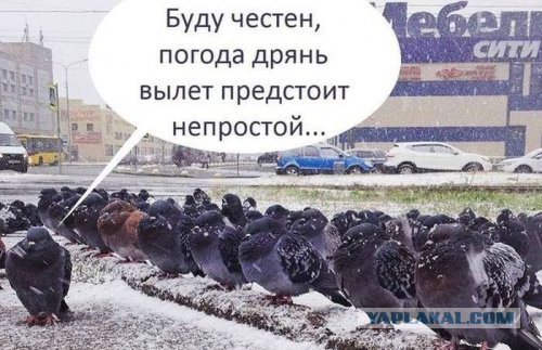 Поймал голубей-воришек у себя в квартире