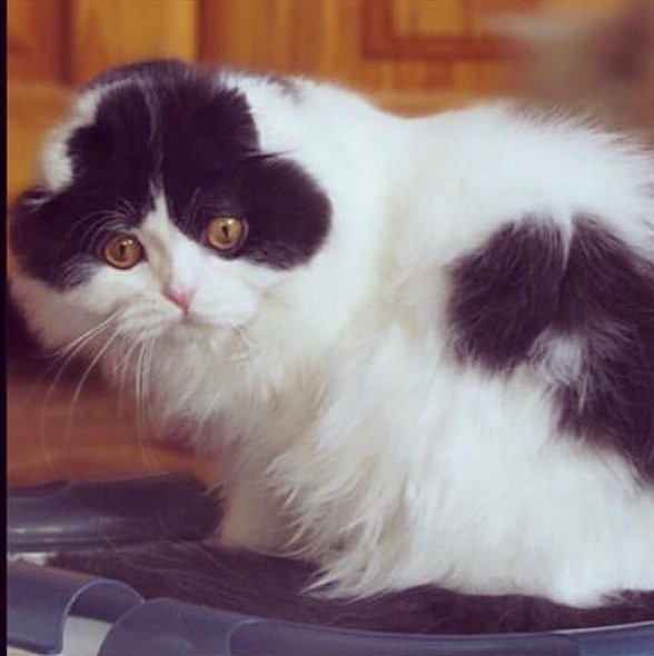 Коты и Кошки