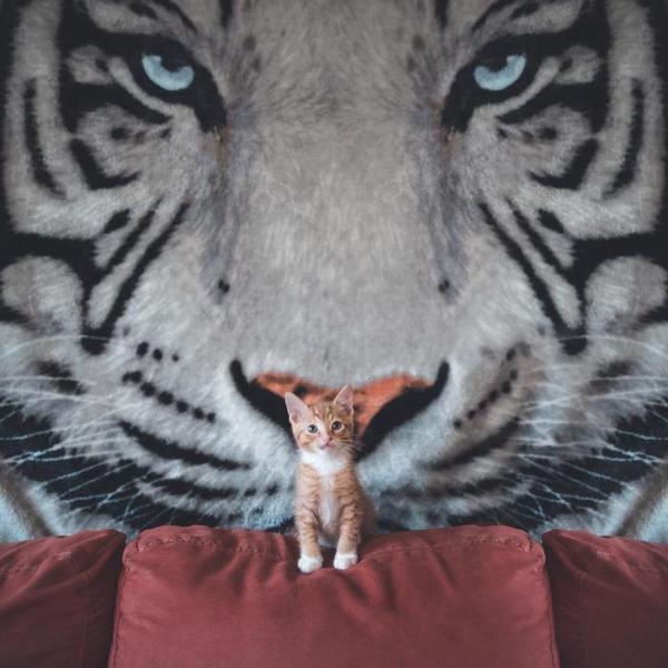 Коты и Кошки