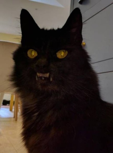 Коты и Кошки