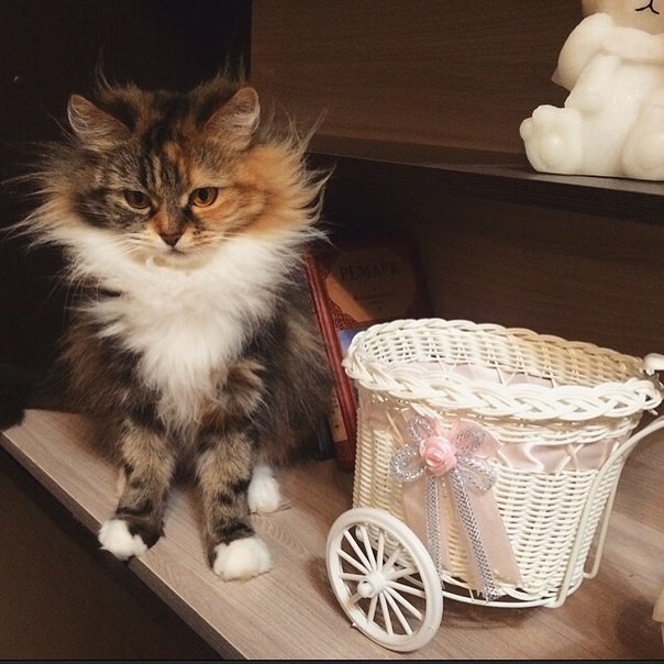 Коты и Кошки
