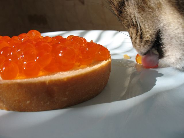 Забыли котовторник? А вот он!