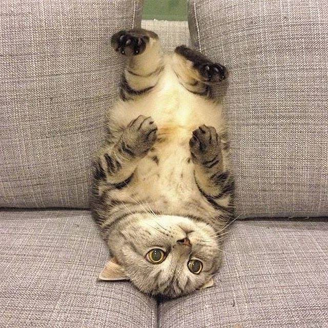 Прикольных котов пост