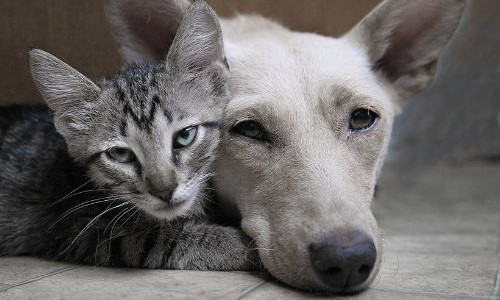 Котовторник стартует