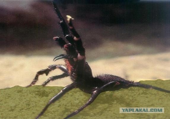 Неожиданность с пауком