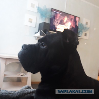 В Воронеже собака породы кане-корсо родила 19 щенков