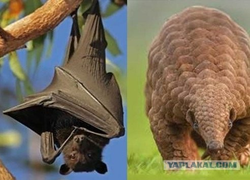 Пандемия. Коронавирус. Россия и мир. Последняя информация. Часть 12