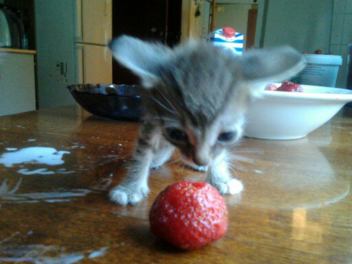 Моя красотка