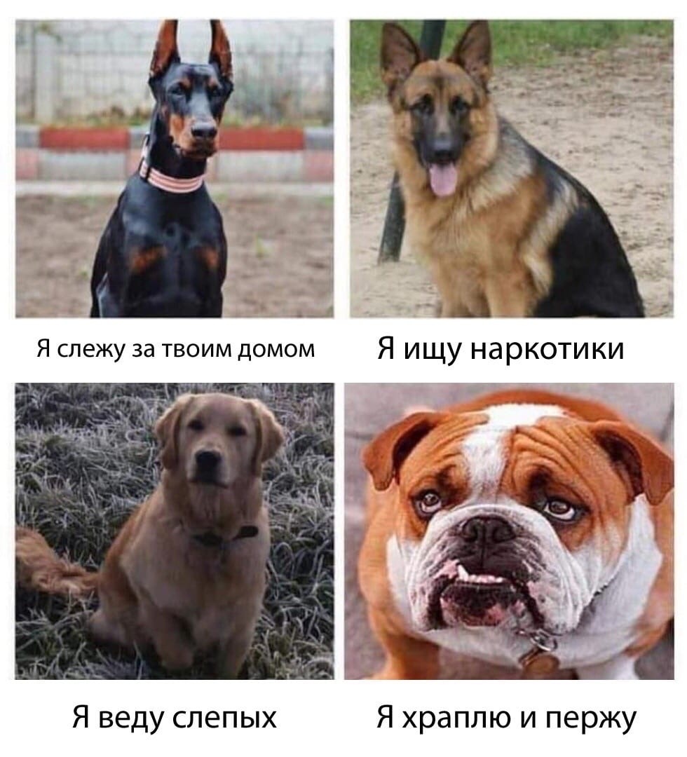 15452448.jpg