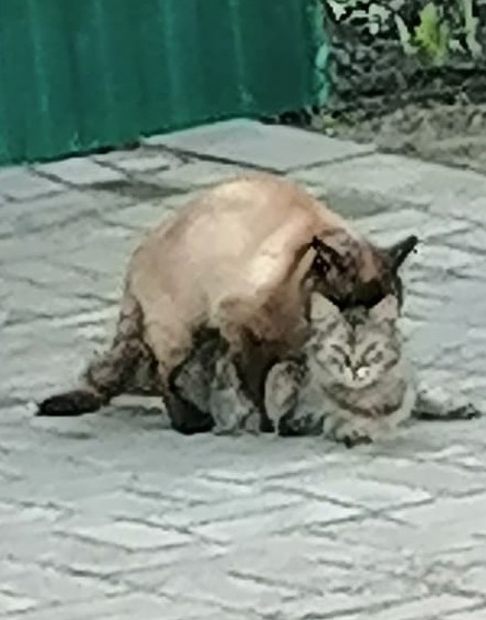 Даешь котовторник!
